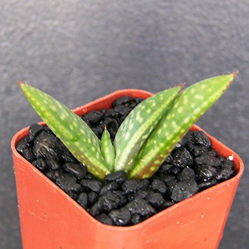 Aloe Zebrina Exotic Rare Succulent Plant Cacti Cactus Bonsai Outdoor Agave 2 Pot Size