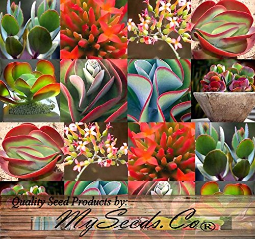 BULK x Kalanchoe Species Mix - Rare Fresh Seeds - SUCCULENT Leaves Can Form Entire Plant - Various Shades and Colors - Inflorescence Orange Blooms - By MySeedsCo 0015 Seeds - 15 Seeds - Pkt Size