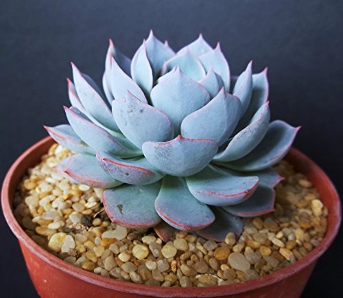 Echeveria Subsessilis BLUE rare succulent hen and chicks plant seed 50 SEEDS