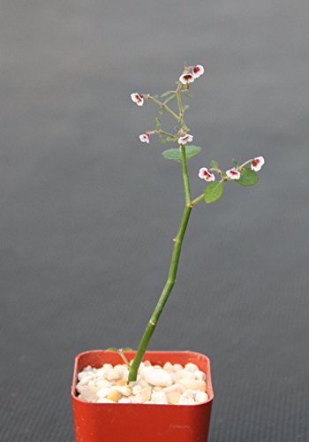 Euphorbia Guiengola Exotic Rare Succulent Caudex Bonsai Hanging Plant 2&quot Pot