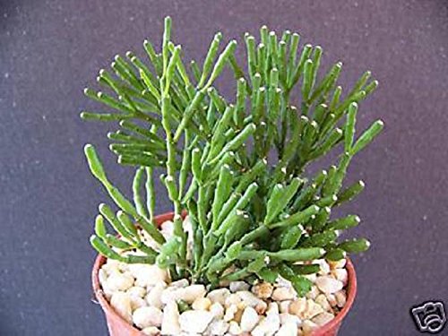 Hatiora Salicornioides Rare Succulent Plant Cactus 4&quot Pot