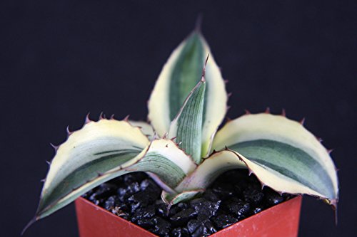 Heirloom Agave Lophantha Quadricolor Variegated Exotic Rare Succulent Plant Cactus 2 Pot