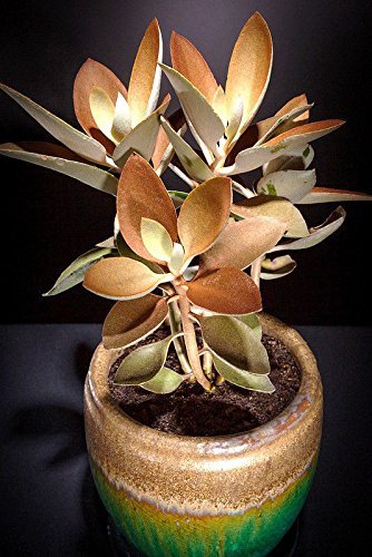 Kalanchoe Orgyalis Copper Spoons Spoon Rare Succulent Exotic Plant Seed 15 Seeds