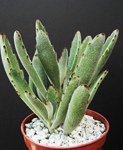 Kalanchoe Tomentosa panda ears velvet rare succulent plant cactus cacti 4 pot