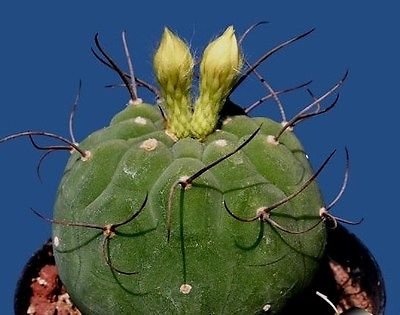 Matucana Madisoniorum var Albiflora rare succulent cactus 5 seeds White flower