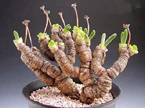 Monilaria Moniliformis  Exotic Mesembs Rare Succulent String of Pears 15 Seeds