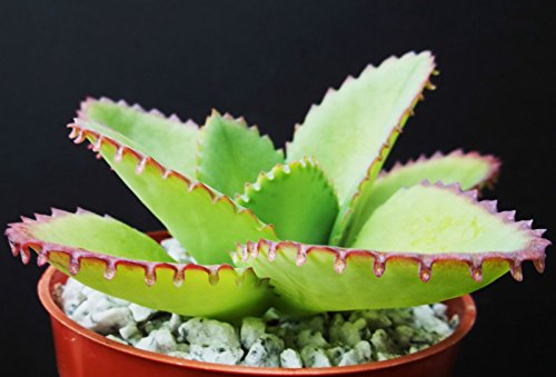 Mother Of Thousands Kalanchoe Daigremontiana Mexican Hat Plant Rare Succulent Exotic Cactus Cacti 4&quot