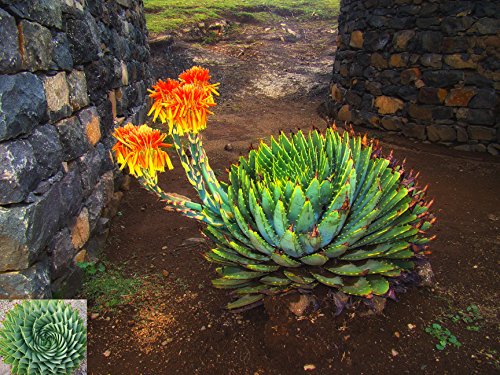 ~ African Spiral Aloe ~ Aloe Polyphylla ~ RARE Succulent ~ 5 Seeds ~ Amazing Cacti ~