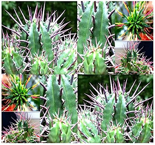100 BULK x Euphorbia ferox - pincushion FRESH Succulent Plant SEEDS Rounded Clusters