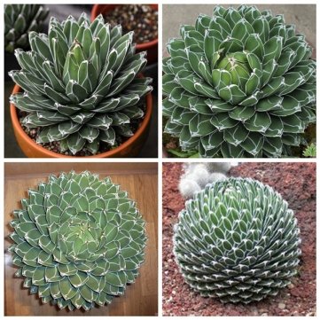 10pcs Agave Victoriae Reginae Seeds Maguey Seeds Succulent Plant Seeds