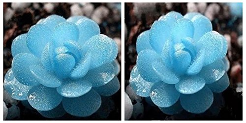 2016 promotion  Cute 200Pcs Kyanite Succulent Plant Seeds Home Garden Ornamental Potting Support Wholesale