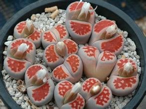 20pcs Wholesale 100 authentic Mix Lithops seeds Succulent Plants seed rare plants Bonsai organic seeds