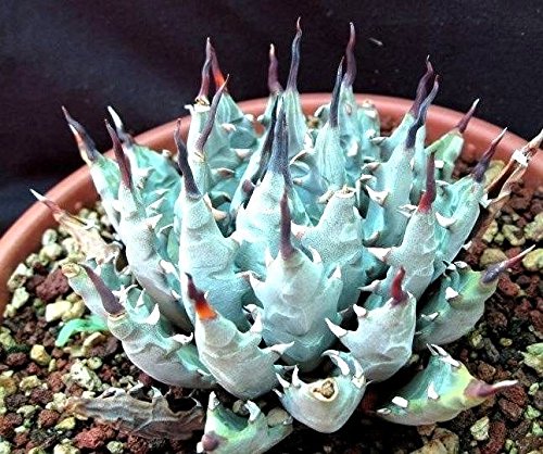 Agave Utahensis Var Nevadensis seeds Succulent Plant SEEDS