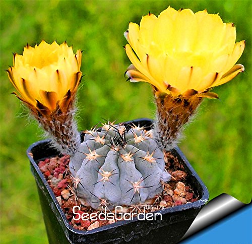 Big Sale10 pcslot Ball cactus seeds rare succulent plant seeds Bonsai Celestial Flower pot planters FloresMY8ZLU