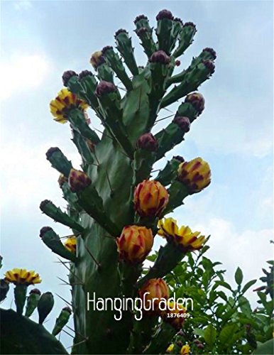 Big Sale100 Seedpack Ball cactus seeds rare succulent plant seeds Bonsai Celestial Flower pot planters Flores63L0YB