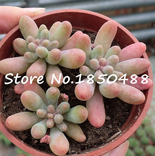 Bonsai flowers indoor fleshier plant health and Succulent plants seeds - 100 pcs seeds