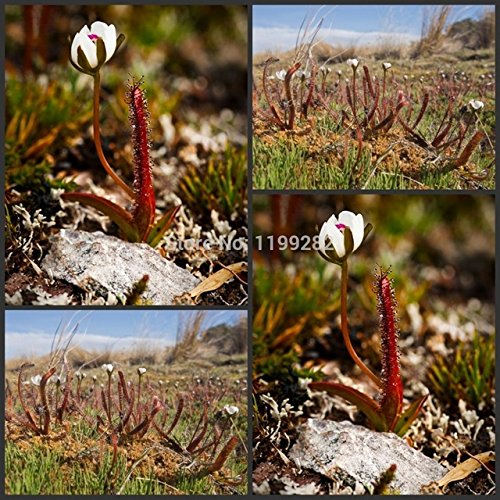 Brand New 100 Fresh Rare  Drosera Arcturi  Carnivorous Plant Seeds Succulent Plants Seeds