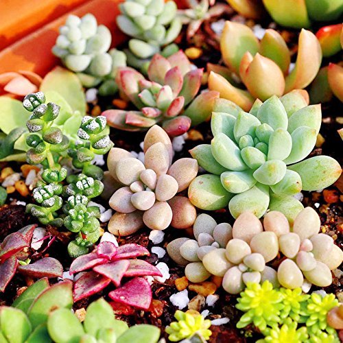 Higarden Mix seeds Lithops succulent plant seeds Bonsai Pseudotruncatella for home garden 100 seeds  bag 49 100 pc  lot