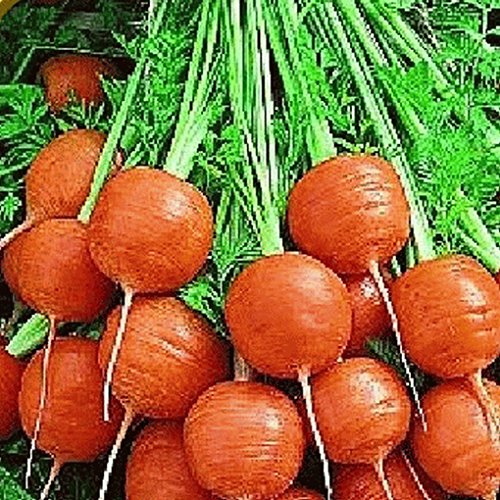 Higarden bonsai seeds of Granada Delicious fruit very sweet succulent plant seeds tree seed