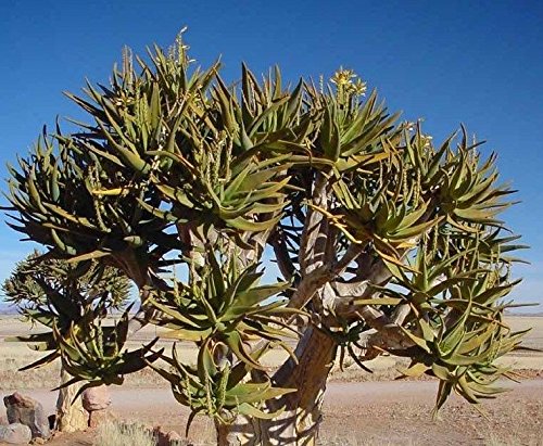 Kokerboom~Quiver Tree~Aloe dichotoma Succulent Plant SEEDS