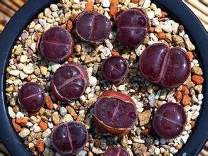 LOSS PROMOTION SALE 20pcs Wholesale 100 authentic Mix Lithops seeds Succulent Plants seed rare plants Bonsai organic seeds