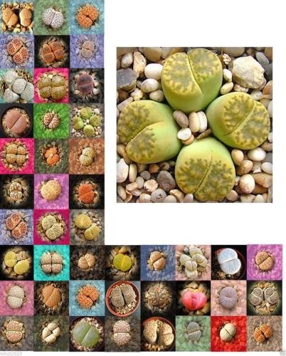 Living Stone SeedsLithops species Mix  Many Varietie Succulent plants Seed 