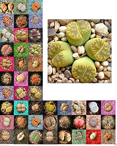 Living Stone SeedsLithops species Mix  Many Varietie Succulent plants Seed  30