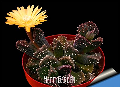 New Arrival10 pcspack Ball cactus seeds rare succulent plant seeds Bonsai Celestial Flower pot planters FloresAXBAND