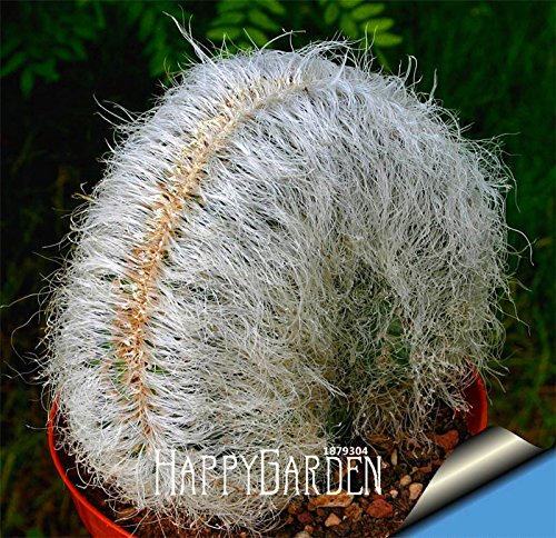 New Seeds 201510 pcsbag Ball cactus seeds rare succulent plant seeds Bonsai Celestial Flower pot planters Flores8HBLDN