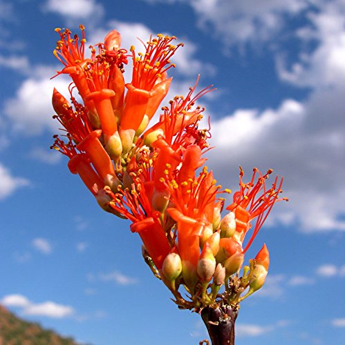 Rare Succulent Plant Seeds 10 Fouquieria Splendens Ocotillo