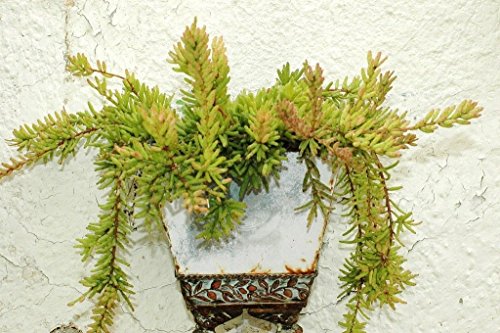 Rhipsalis Mesembryanthemoides epiphyllum cacti succulent plant seed 20 SEEDS