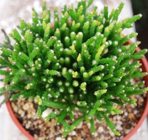 Rhipsalis Mesembryanthemoides epiphyllum cacti succulent plant seed 20 SEEDS