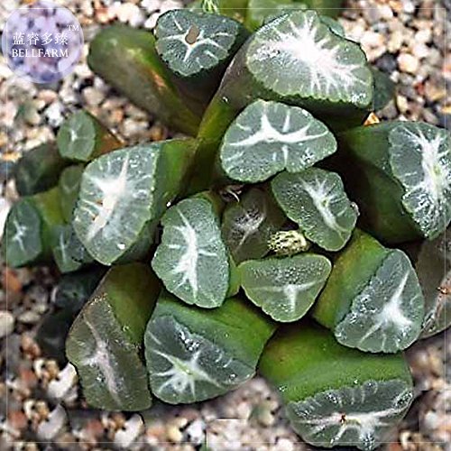 Seeds Market Haworthia maughanii seed only 1 pcs Interesting beautiful succulent plant seeds