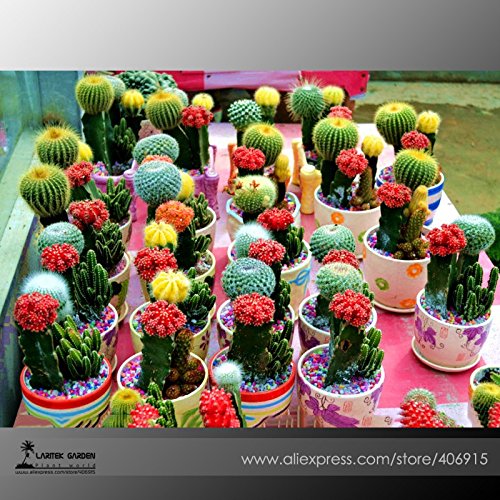 Seeds Market Mixed Cactus Seeds for Indoor Bonsai Perennial Succulent Plant Seeds original package 10