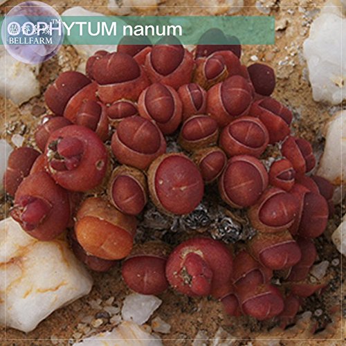 Seeds Market OOPHYTUM Nanum Seeds professional packing 15 seeds red aizoaceae Germany succulent plant seeds
