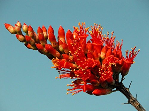 Special Fouquieria Splendans - Ocotillo - Rare Succulent Plant Seeds 10