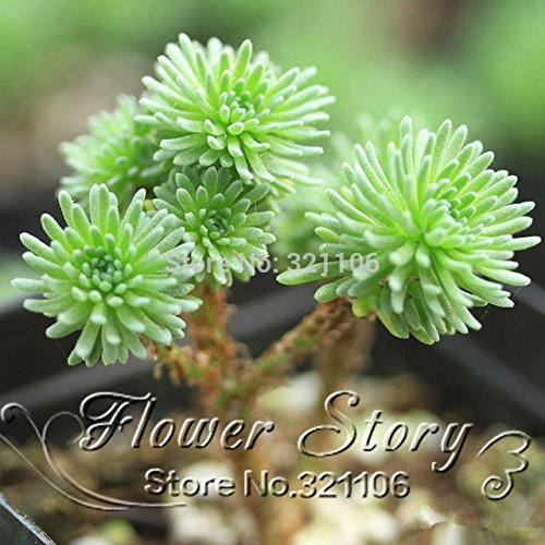 Top Selling 100 pcs  bag Sedum multiceps seedsucculent plants seeds  flower seed variety completepotted plants purify the air