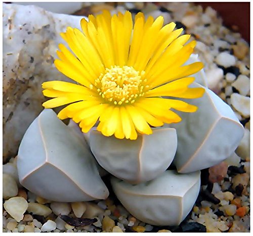 5 Packs X 20 Karoo Rose Lapidaria Margaretae - Rare Mesembs Living Rock Stome Cactus Cacti Succulent Seeds - By