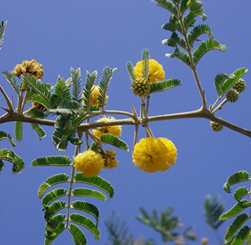 Acacia Farnesiana Sold By Exotic Cactus Vachellia Rare Mimosa Tree Bonsai Aroma Bush Seed 50 Seeds