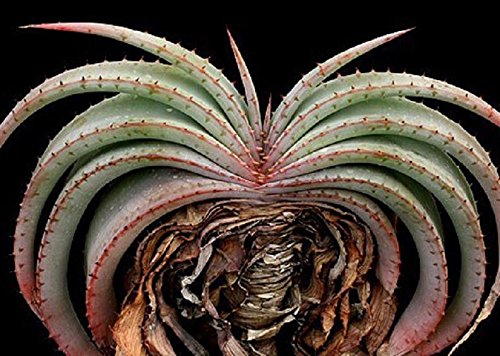 Aloe Suprafoliata Exotic Cacti Xeriscaping Succulent Rare Cactus Seed 10 Seeds