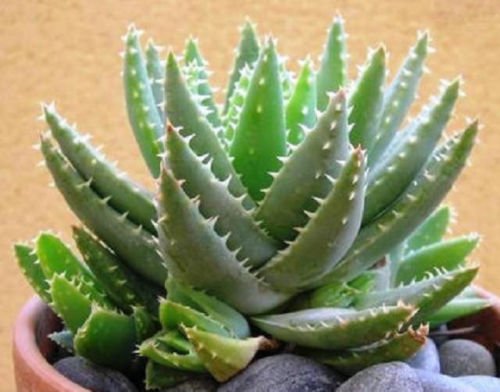 Aloe brevifolia exotic blue color succulent vera cacti rare cactus seed 50 SEEDS
