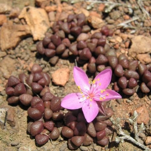 Anacampseros Lubbersii  Pink Flowers Succulents  Very RARE Cactus Seeds 