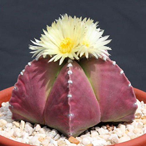 Astrophytum Purple Nudun j Rare Cactus Seed 20 Seeds