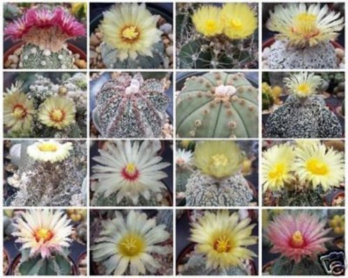 Astrophytum Variety MIX rare cactus seed lot 100 SEEDS