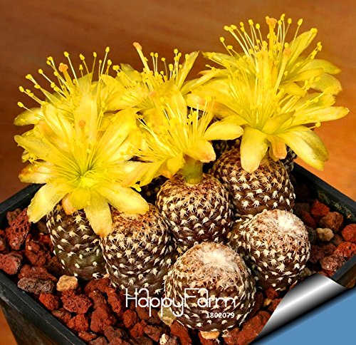 Best-Selling10pcsLot cactus Rebutia variety flowering color cacti rare cactus seed office mini plant succulent