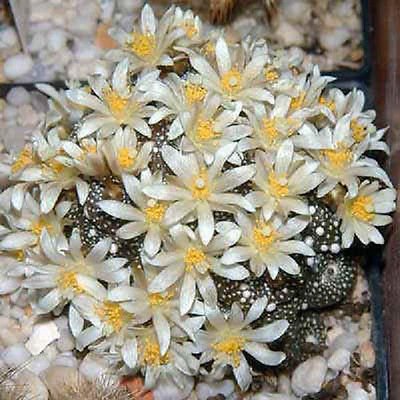 Blossfeldia Liliputana Cacti Rare Cactus Seed 30 Seeds