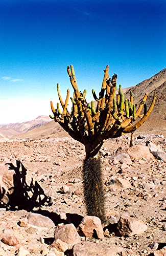 Browningia Candelaris  South American Rare Cactus  Edible Cacti Fruits  10 Seeds