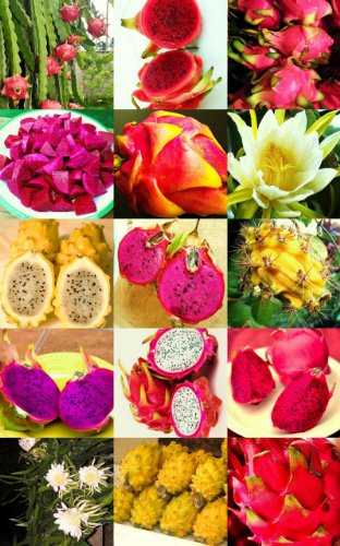 Dragon Fruit Mix Sold By EXOTIC CACTUS Rare Cacti Seed Succulents 50 Seeds Package