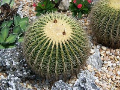 Echinocactus Grusonii cacti rare cactus seed 100 SEEDS