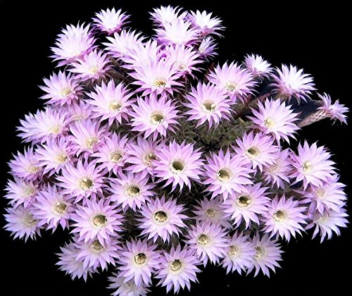 Echinopsis Multiplex exotic easter lily oxygona rare cactus seed cacti 20 SEEDS